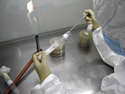 Steriles Arbeiten im Pilzbrutlabor